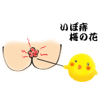 いぼ痔梅の花